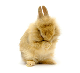 Obraz premium rabbit cries