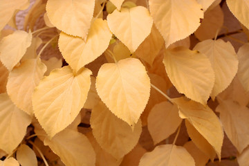 Bunte Herbstblätter