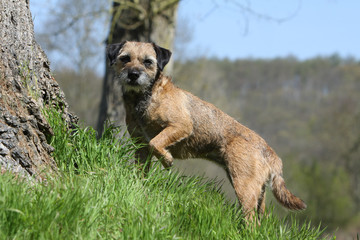 border de terrier de profil dehors