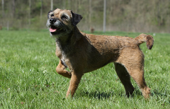 border terrier outside