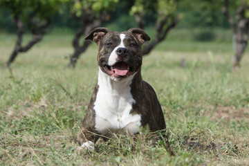 amstaff au large poitrail blanc de face