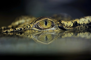 oeil de crocodile