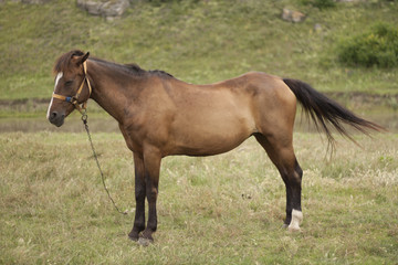 Obraz premium Horse