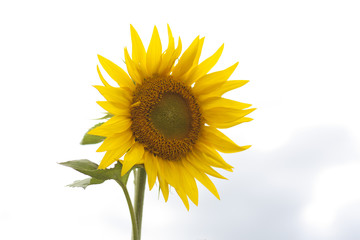 A beautiful yellow sunflower on a sky background.