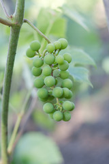 Green, unripe grape on blue background.