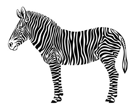 zebra