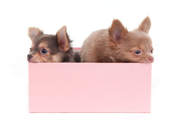 Two Chihuahua Puppies in pink Box