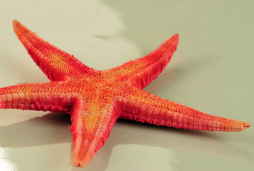 Starfish