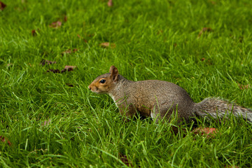 squirrel