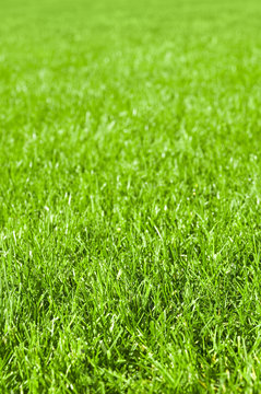 Parkrasen, Gr&uuml;nfl&auml;chen, Rasenpflege, Gartenarbeit
