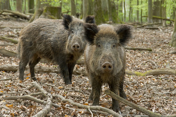 Zwei Wildschweine im Wald, schauen dich an - obrazy, fototapety, plakaty