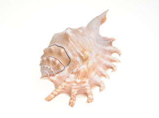 single shell on white background