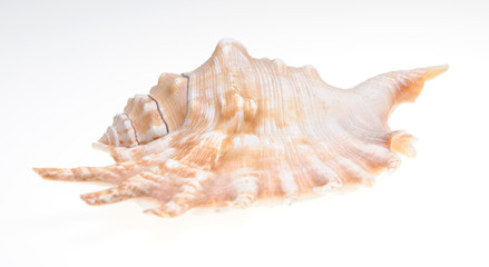 single shell on white background