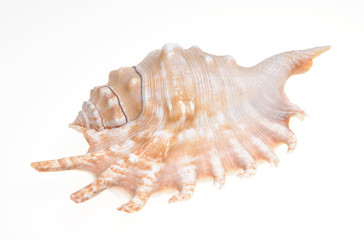 single shell on white background