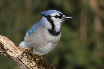 Blue Jay