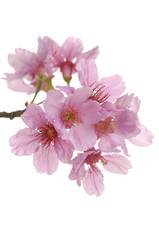 Macro of sakura flowers