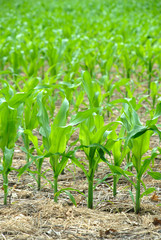 Corn the future fuel E85 vertical portrait close-up