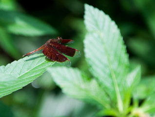 Dragonfly on leaf