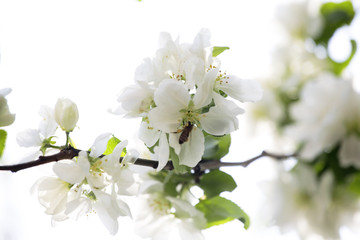 Naklejka na ściany i meble kwitnienia gałęzi drzewa jest wiosną na białym