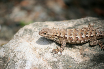 Western Fence Lizard