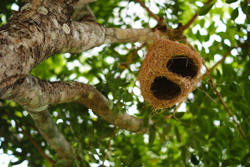 bird nest