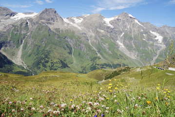 Fototapeta premium Flower meadow in the alps