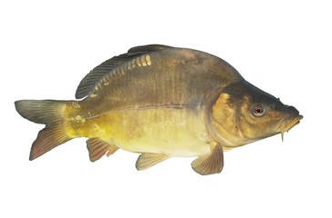 Fototapeta premium lively carp