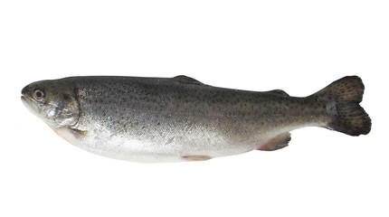 trout