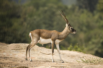 Gazella