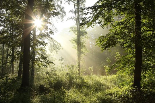Fototapeta Fresh spring deciduous forest on a misty morning