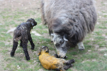 Newborn lambs