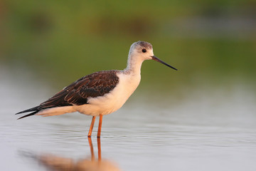 Black winged stilt