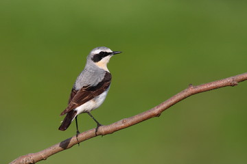 Nothern wheatear