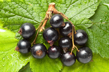 Black currant on green leaves