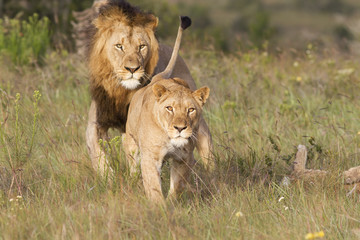 Lioness about to charge