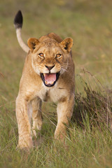Lioness charging