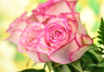 fresh pink roses