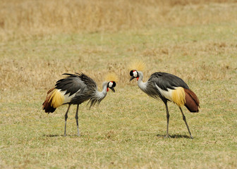 Grey Crowned Crane Belearica regulorum gibbericeps