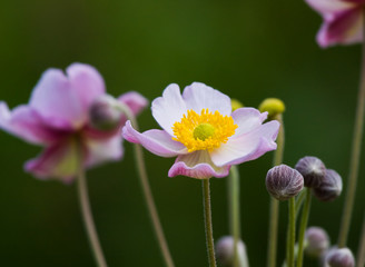 Japanese anemone on green background - 28735567