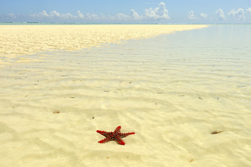 Fototapeta na wymiar Czerwony rozgwiazdy w Zanzibarze