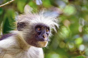 Zanzibar Red Colobus