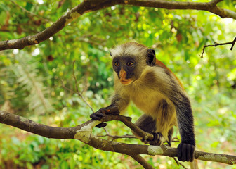 portrait of zanzibar red colobus