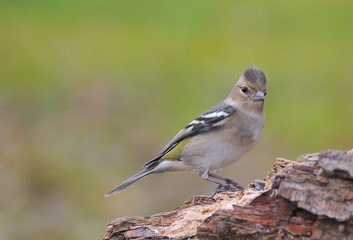 Pinzón vulgar hembra, Fringilla coelebs