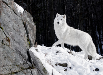 Arctic Wolf Portrait - 28736739