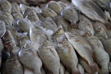 Fish market