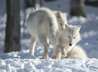 Arctic Wolf Pups - 28737349