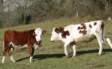 Fototapeta na wymiar vaches au pré