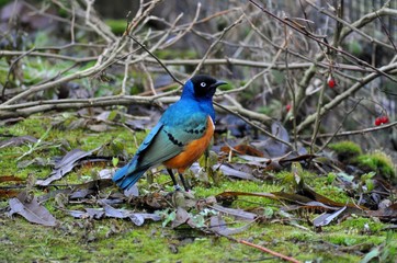 Rare blue feathered bird