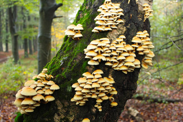 Mushrooms on a tree