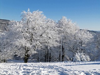 Winter trees